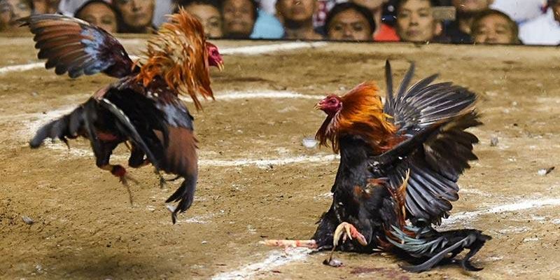 Chỉ dẫn cách tham gia đá gà siêu nhanh chóng