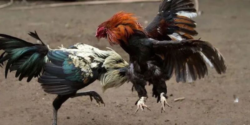 Chú ý quan trọng khi tham gia cá cược hiện nay