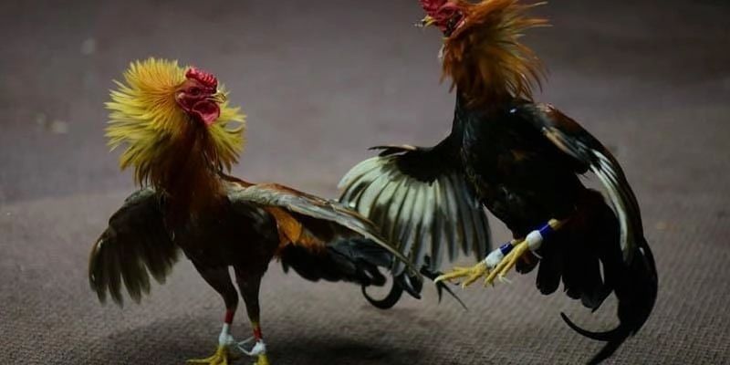 Đôi nét về đá gà Thomo hiện nay