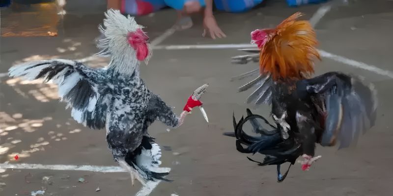Những loại hình thịnh hành ở đá gà cựa dao
