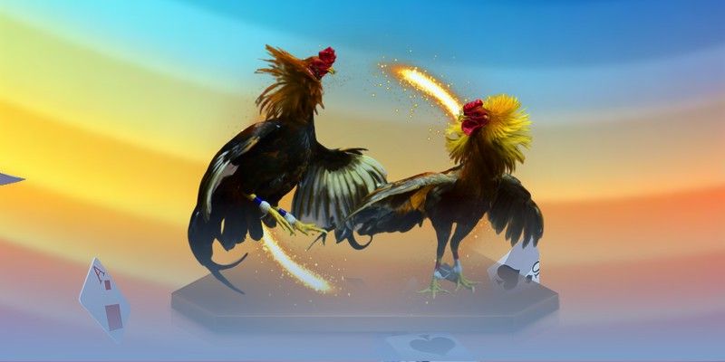 Ưu điểm khi tham gia chọi kê Thomo hiện nay