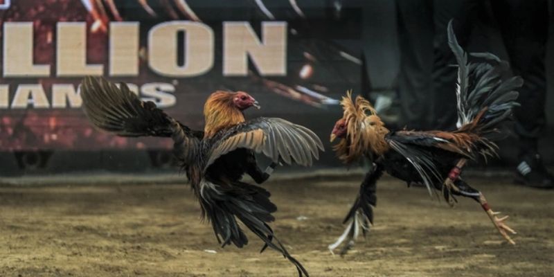 Ưu điểm khi tham gia đá gà trực tiếp hiện nay