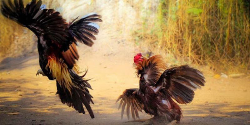 Ưu điểm thu hút khi chơi chọi kê